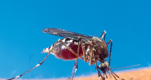В Бердянске на борьбу с комарами выделили 60 тысяч гривен 