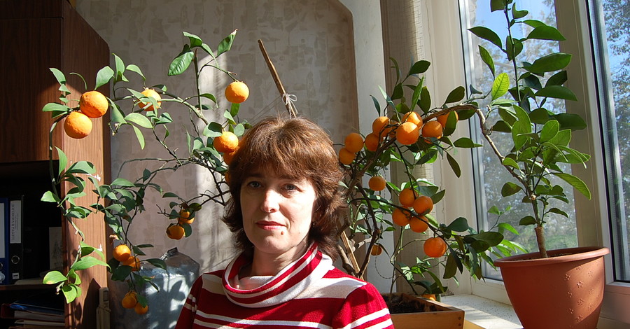 Инженер-механик из Запорожья вырастила на окне четыре десятка мандаринов