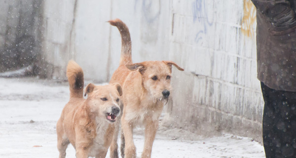 Одичавшие собаки загрызли трех косуль на Хортице