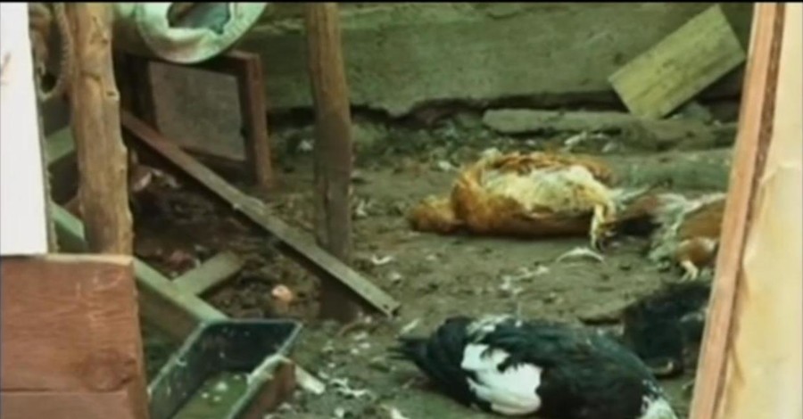 В Запорожье диковинный зверь задушил и обескровил 20 птиц