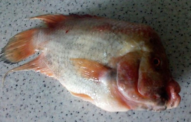 В Мелитополе рыбак выловил странную рыбу с большими губами