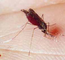 В подвале областной больницы истребили «африканских» комаров  