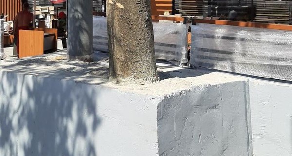В Одессе живое дерево закатали в бетон - решили укрепить
