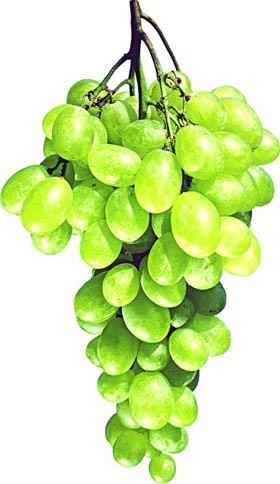 От осенних депрессий спасет виноград 