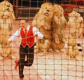 В цирк привезли африканских львов 