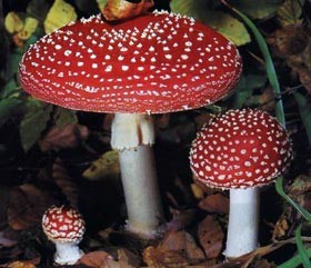 Девять человек отравились грибами 