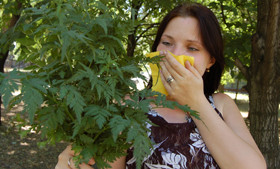 Аллергики начали задыхаться от амброзии 