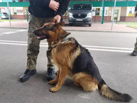 Собаки з Білорусі втікають до Польщі, на кордоні піймали вже другого чотирилапого